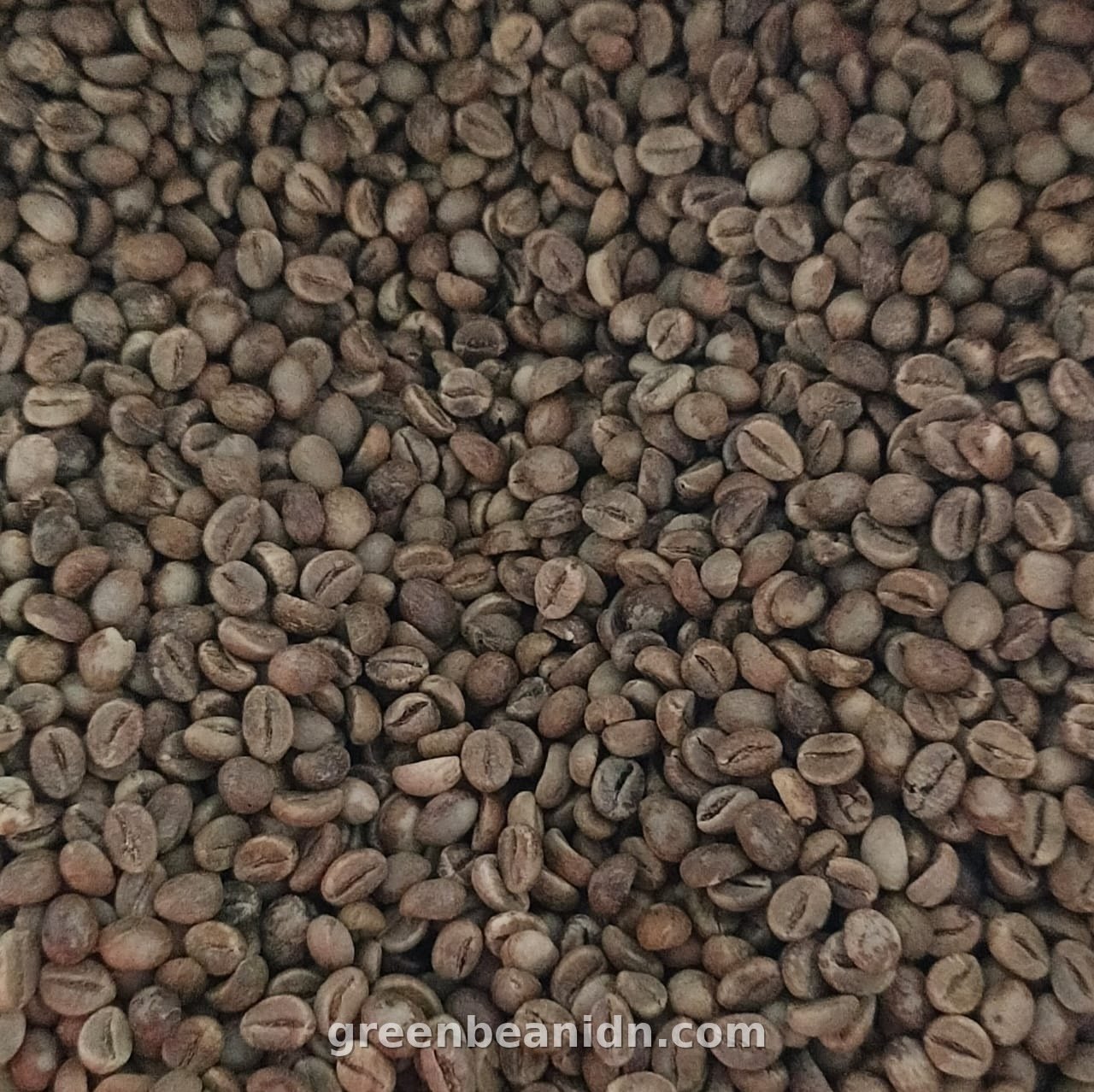 Fine Robusta green coffee beans from Temanggung Indonesia