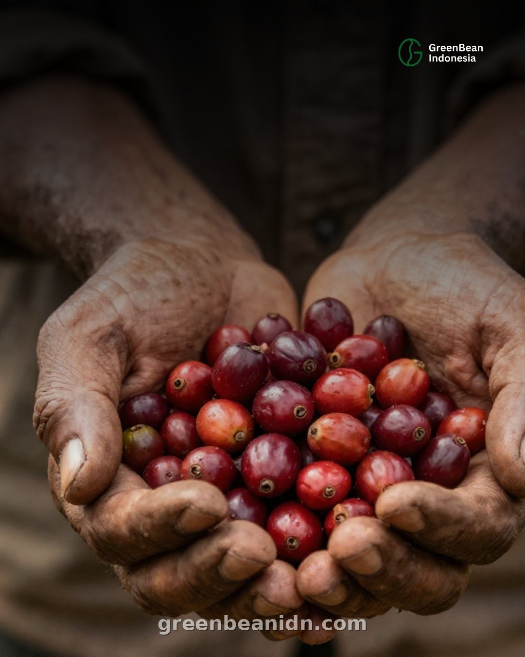 Farmer hands holding freshly harvested coffee cherries from Indonesia