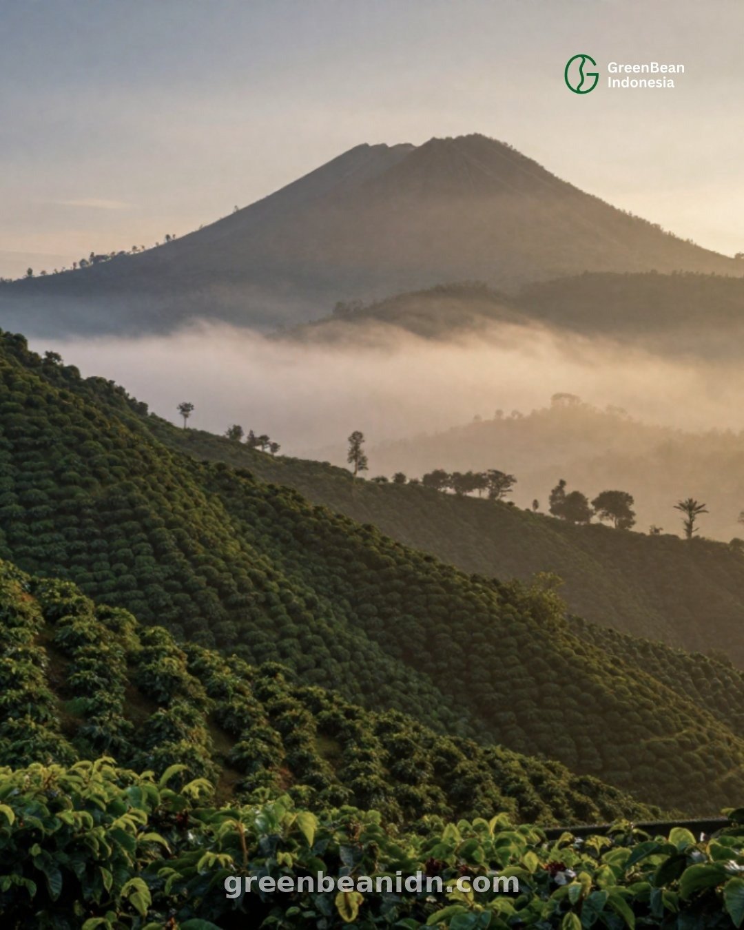 Coffee cherries drying on raised beds natural process Indonesia